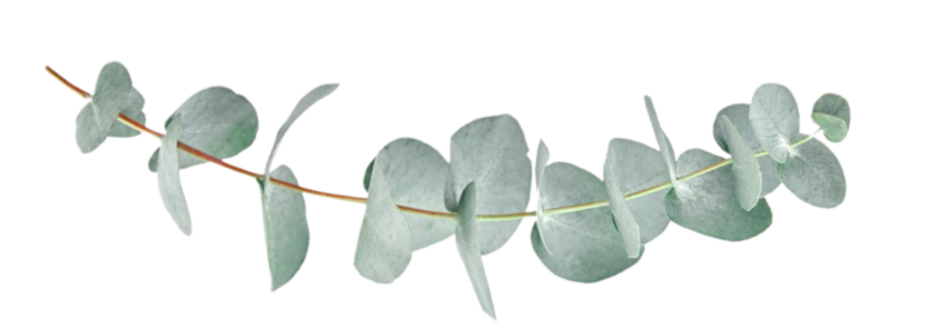 Dieses Bild hat ein leeres alt-Attribut; sein Dateiname ist Eucalyptusblatt.png